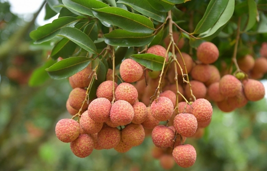 tieu thu vai thieu bac giang khai thac tot thi truong noi dia