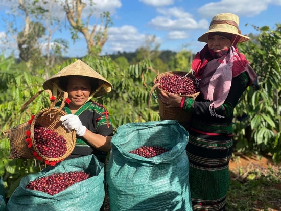 Thúc đẩy chuyển đổi số, mở rộng đầu ra cho sản phẩm Đắk Nông