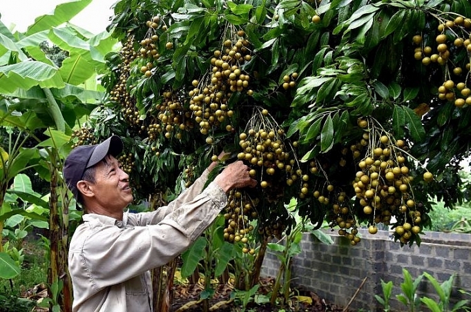 son la xuat khau 30 san luong nhan