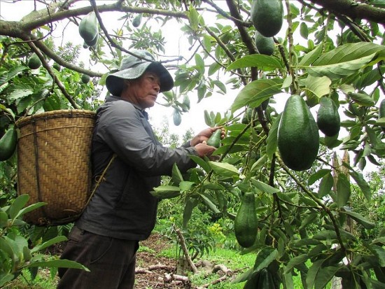 Nông sản Đắk Nông tìm đường vào siêu thị TP Hồ Chí Minh