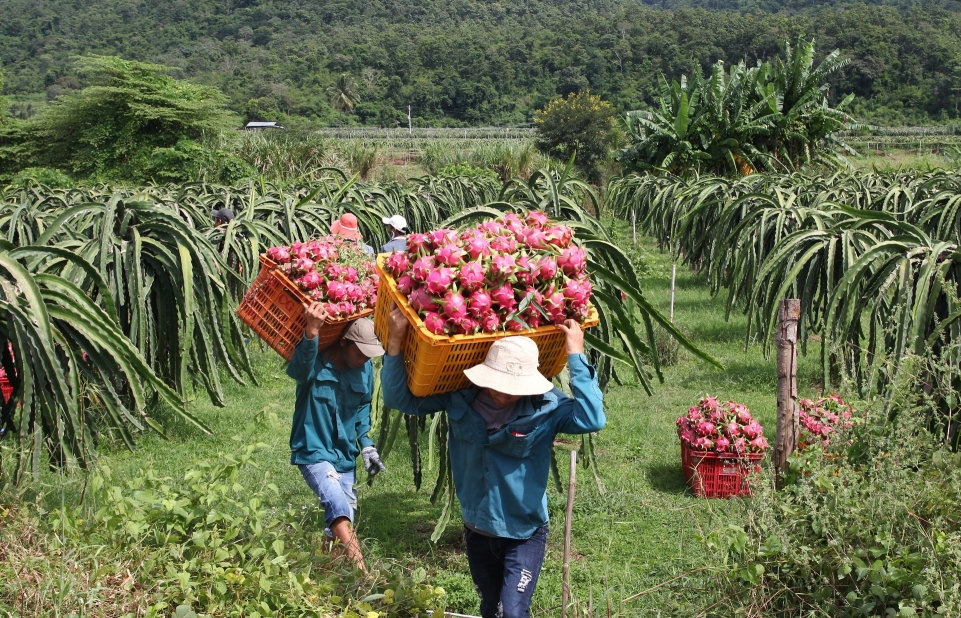 Tháo gỡ khó khăn cho xuất khẩu nông thủy sản: Ba giải pháp trọng tâm