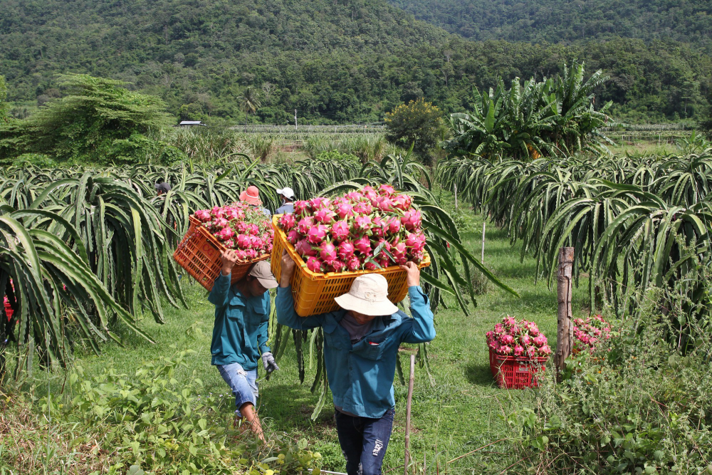 Tháo gỡ khó khăn cho xuất khẩu nông thủy sản: Ba giải pháp trọng tâm