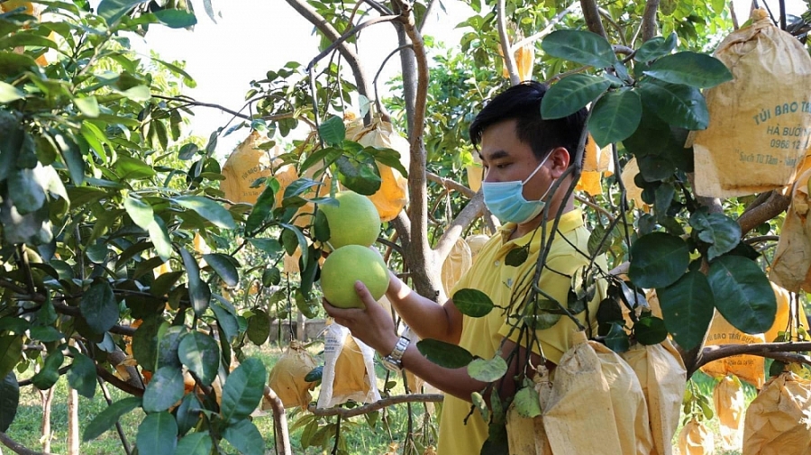 Đưa bưởi Phúc Trạch lên sàn thương mại điện tử: Không chỉ giải bài toán đầu ra