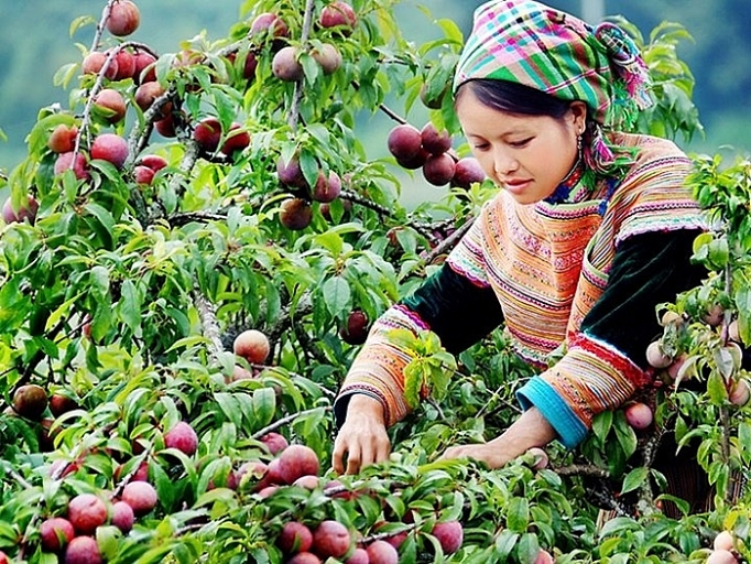 man moc chau bai hoc thuong hieu tu trai man nho