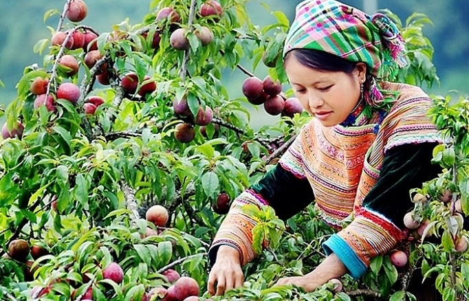 Mận Mộc Châu: Bài học thương hiệu từ trái mận nhỏ