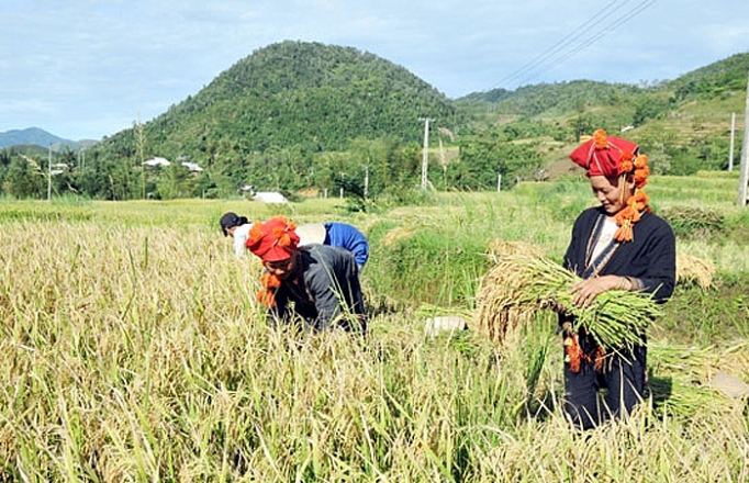 lao cai nang tam gia tri hat gao seng cu