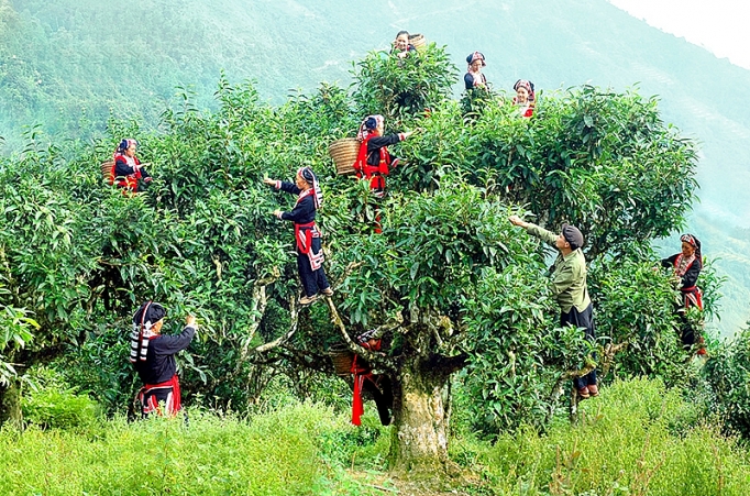 ha giang nang cao gia tri cho che shan tuyet co thu