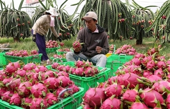 un u trai cay xuat khau sang trung quoc bo cong thuong khuyen cao