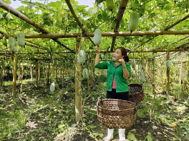 Nông sản miền núi đến với người tiêu dùng qua thương mại điện tử