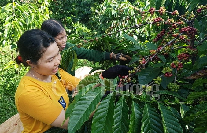 Phát triển theo chuỗi: Góp phần bền vững ngành cà phê Việt Nam