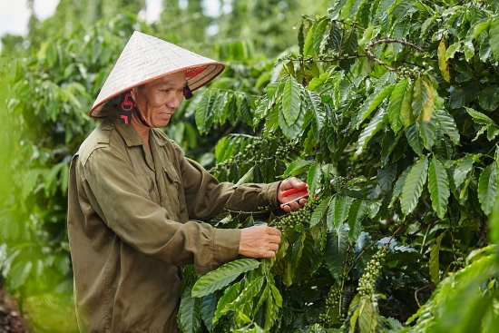 Xuất khẩu cà phê vào EU: Chú trọng khai thác thị trường ngách