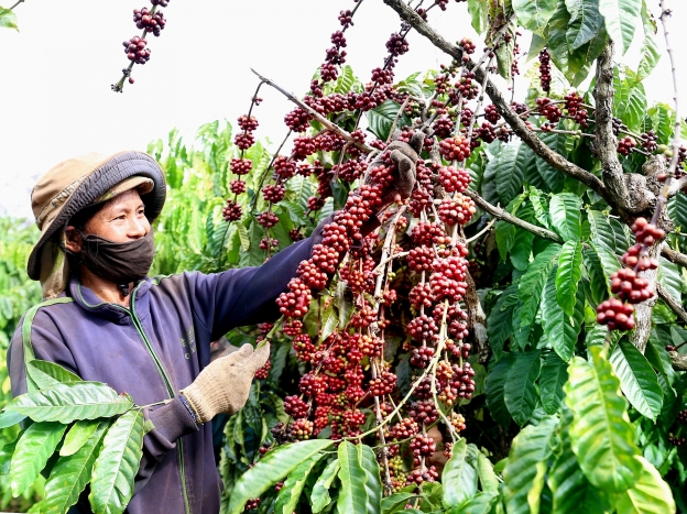 Nông sản Việt tìm hướng chinh phục thị trường EU