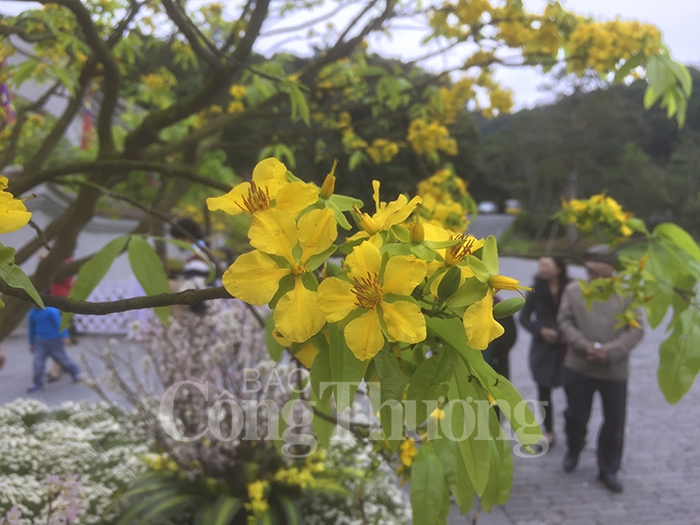 ruc ro sac hoa anh dao mai vang yen tu 2019