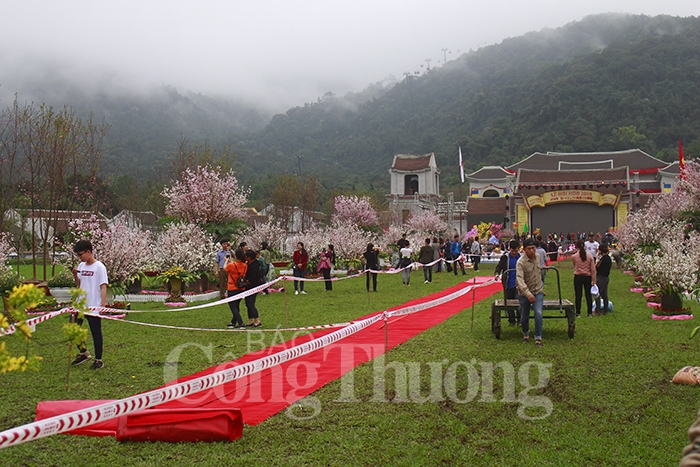 ruc ro sac hoa anh dao mai vang yen tu 2019