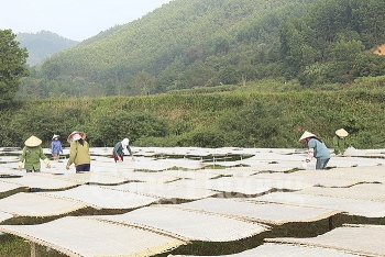 Quảng Ninh: Gỡ khó tiêu thụ sản phẩm miến dong Bình Liêu