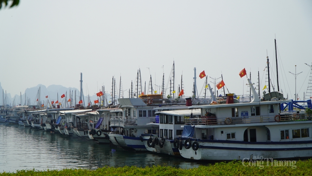 Quảng Ninh: Tìm giải pháp gỡ khó cho doanh nghiệp kinh doanh tàu du lịch