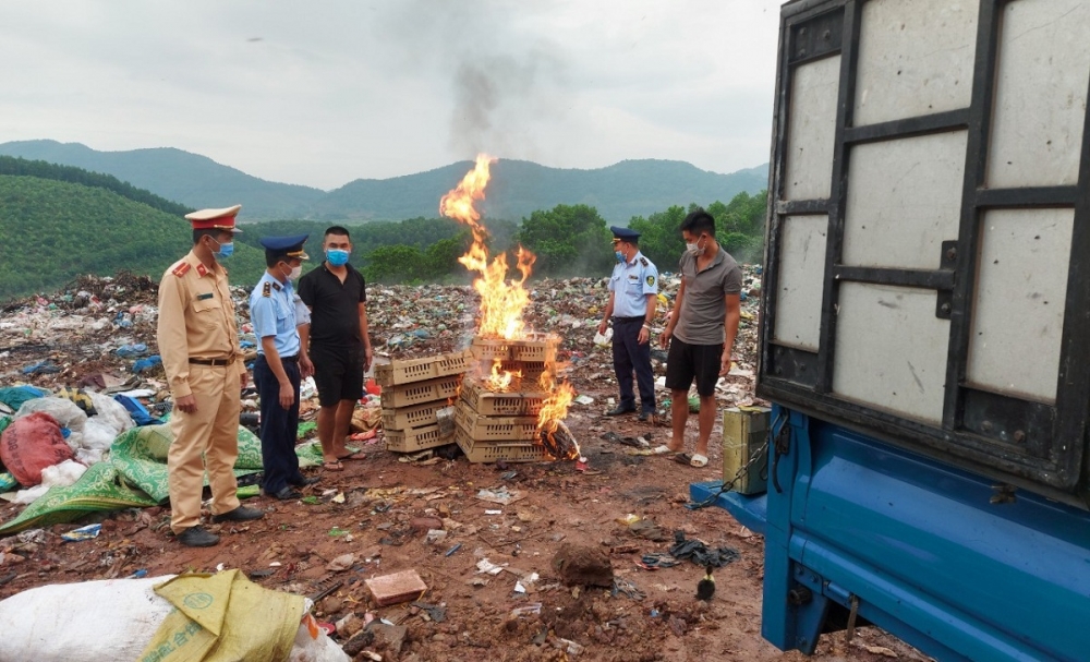 Quảng Ninh: Tiêu hủy hơn 1.300 con giống gia cầm không rõ nguồn gốc