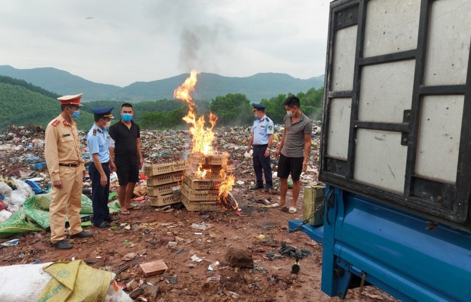 Quảng Ninh: Tiêu hủy hơn 1.300 con giống gia cầm không rõ nguồn gốc