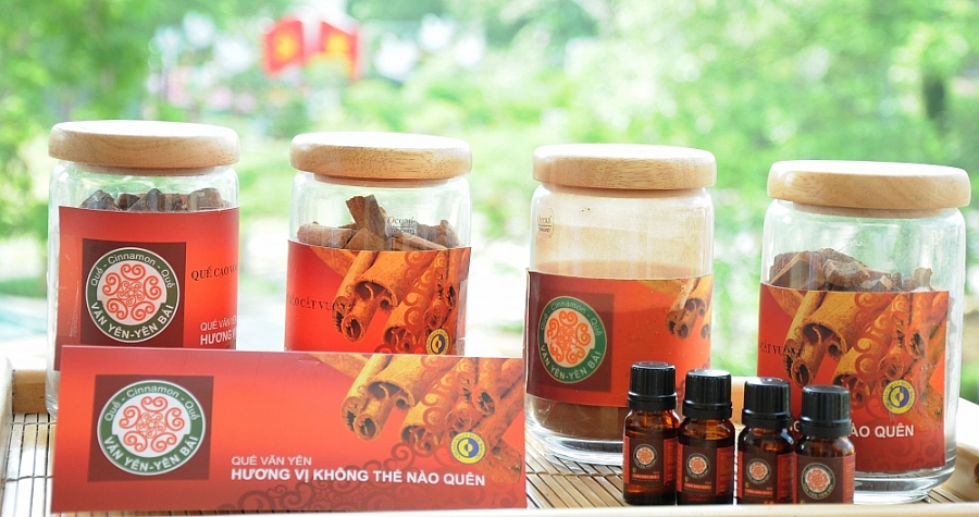 Ngát thơm hương quế Yên Bái
