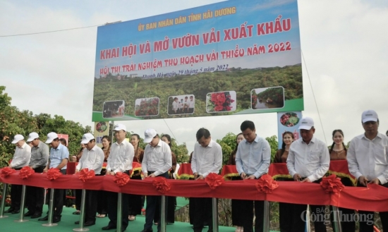 hai duong khai hoi va mo vuon vai xuat khau