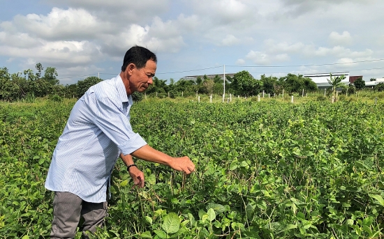 Sản xuất thành công sữa từ hạt sen, hạt đậu đen: Đón đầu xu hướng tiêu dùng