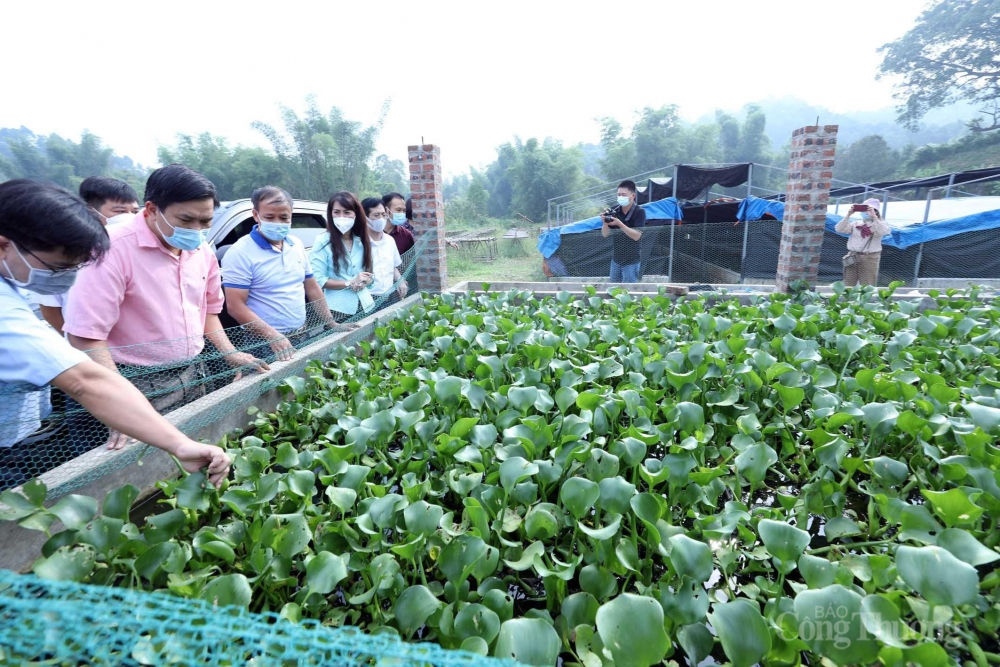 Lạng Sơn: Phát triển kinh tế tập thể, hợp tác xã góp sức thay đổi diện mạo nông thôn