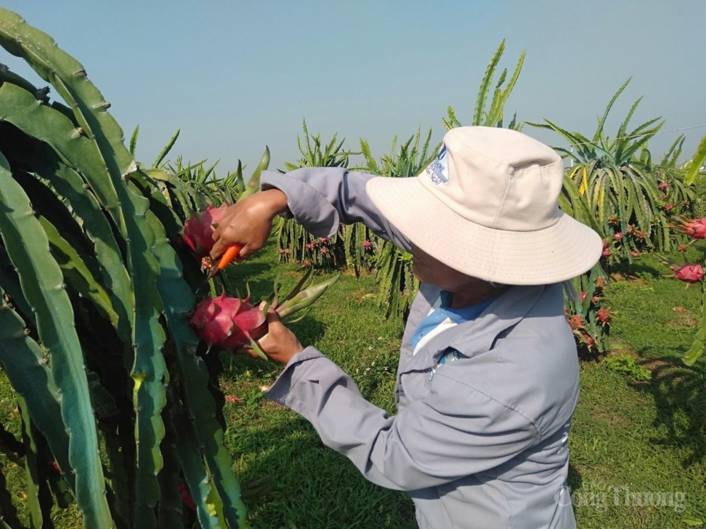 Xuất khẩu thanh long sang thị trường Anh vẫn theo quy định hiện hành