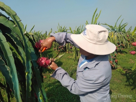 thanh long binh thuan chinh thuc duoc bao ho chi dan dia ly tai nhat ban