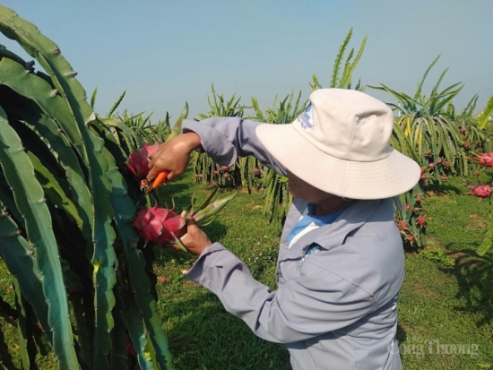 Thanh long Bình Thuận chính thức được bảo hộ chỉ dẫn địa lý tại Nhật Bản