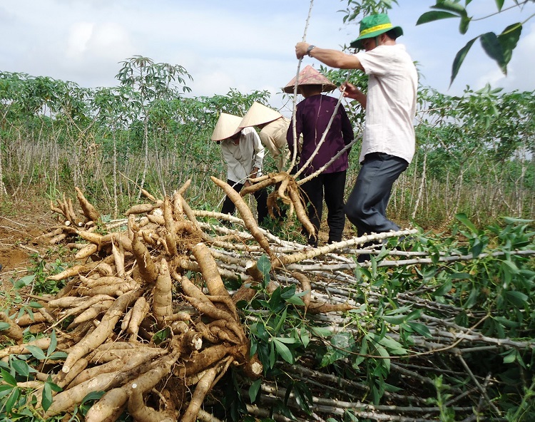 Sử dụng xăng E5 – Mở ra hướng đi mới cho người trồng sắn