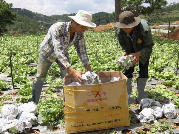 Nhà máy sơ chế rau củ quả quy mô lớn đầu tiên ở Hải Dương