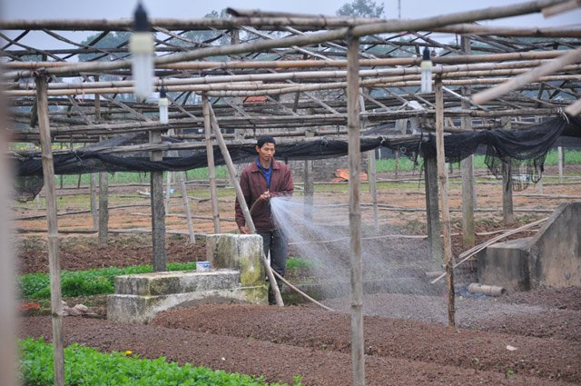   Nhiều hộ đã kịp cắt bán sớm làm đất trồng vụ mới.  