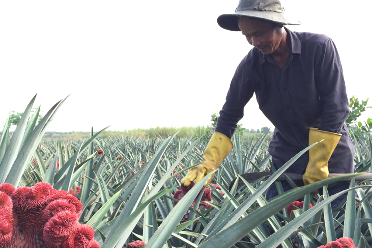 Khóm (dứa) phụng, khóm lân, khóm son khoe sắc đón xuân