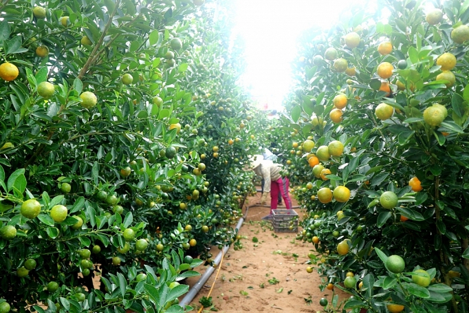 quat canh hoi an duoc gia thi truong si bat dau hut hang