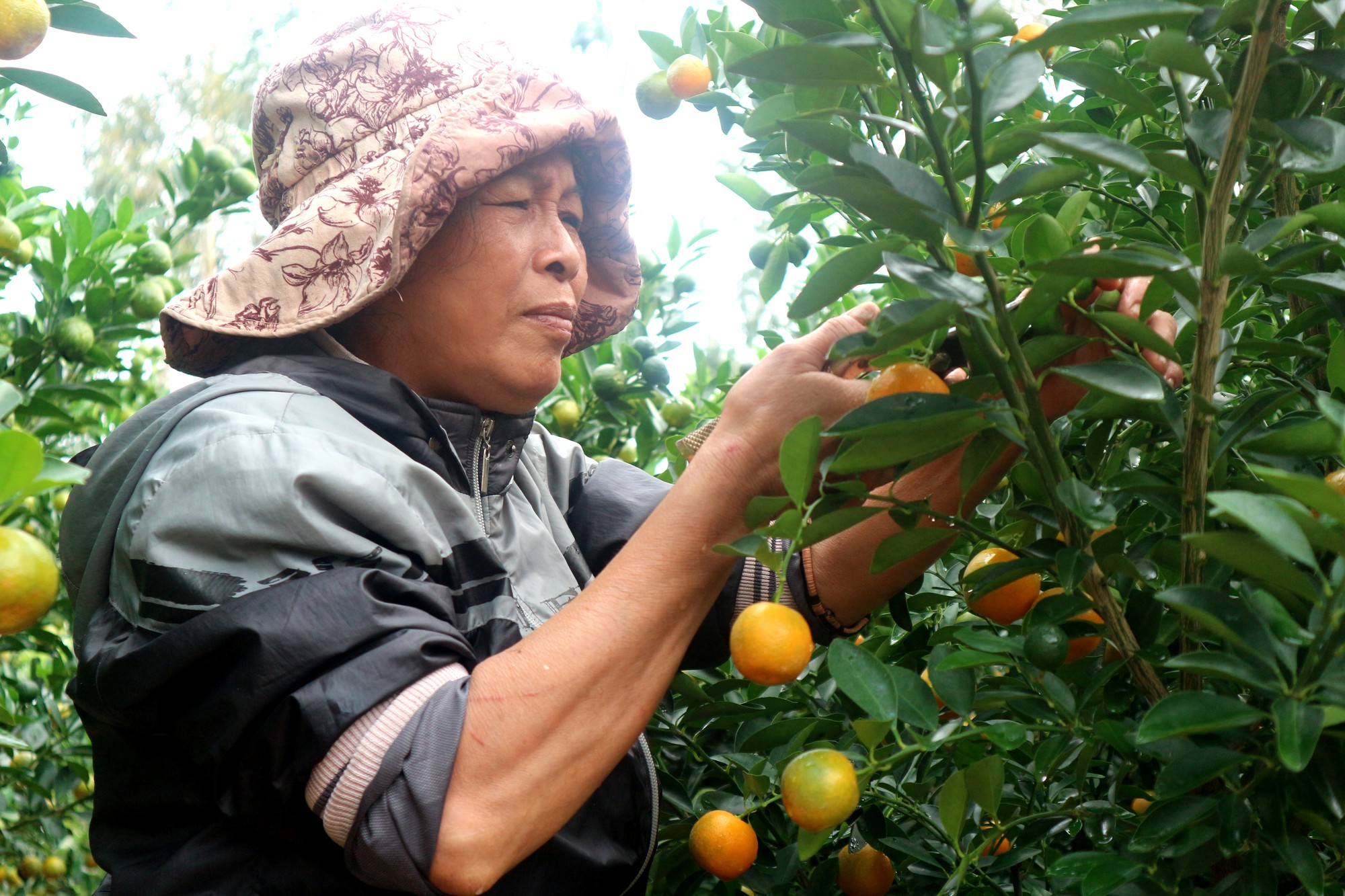 quat canh hoi an duoc gia thi truong si bat dau hut hang