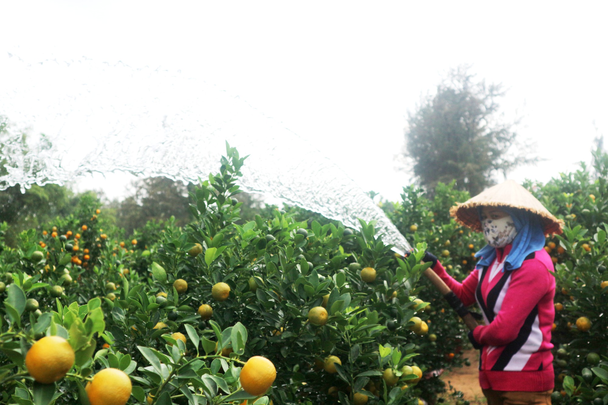 quat canh hoi an duoc gia thi truong si bat dau hut hang