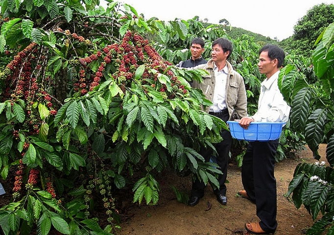 phat trien cay trong co gia tri cao