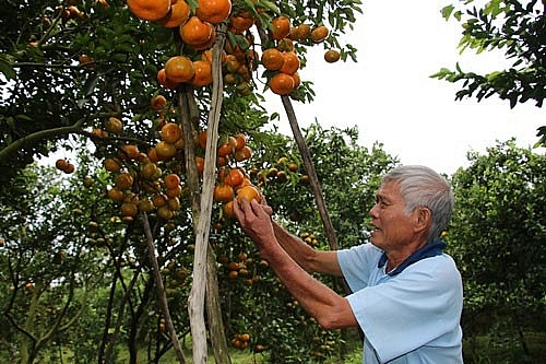 nong dan thu phu quyt hong lo mat tet