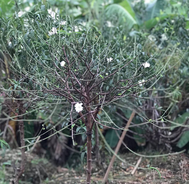 bach dao hut khach dai gia ha noi dat gap 10 lan dao thuong