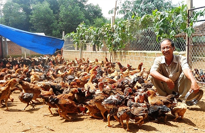 nguoi nuoi ga vui nhu tet