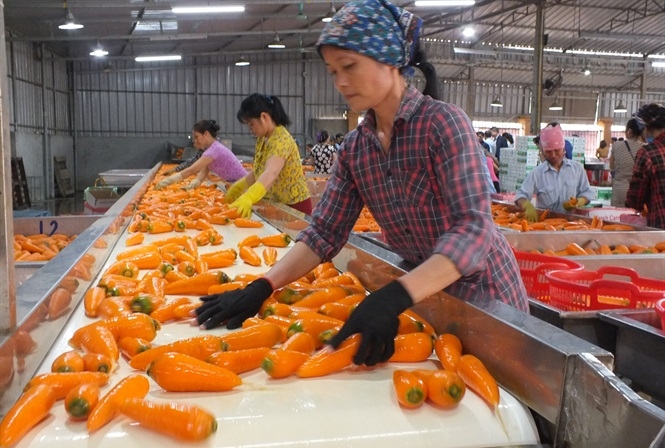 ca rot hai duong nhon nhip vao vu