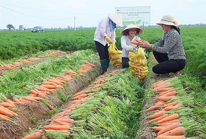 ca rot hai duong nhon nhip vao vu