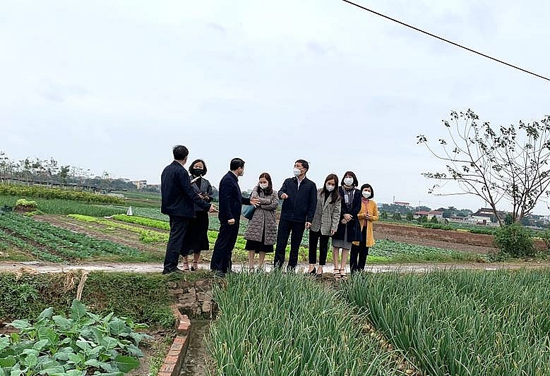 Các đại biểu thăm quan mô hình trồng rau tại  xã Tiền Phong