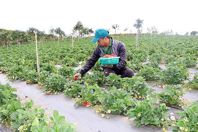 Sơn La: Thu nhập trên 10 triệu đồng mỗi ngày từ trồng dâu tây