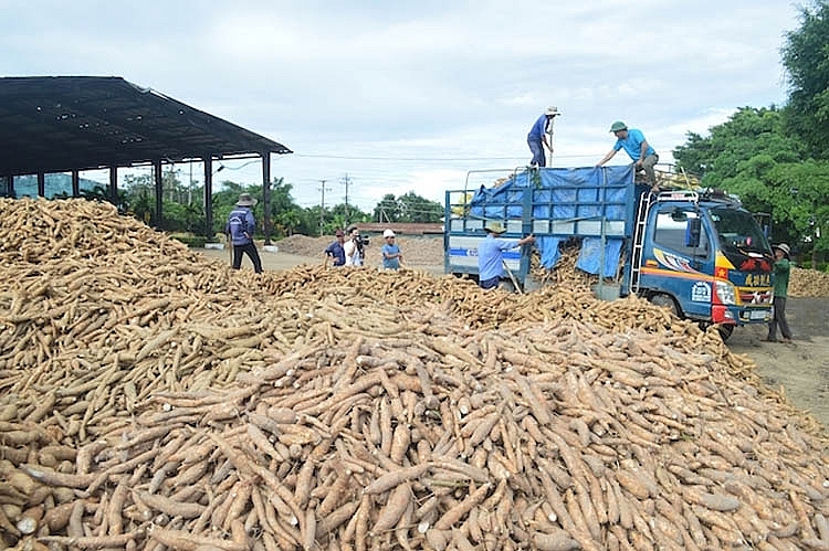 Trung Quốc tăng nhập khẩu sắn Việt Nam trong năm 2022