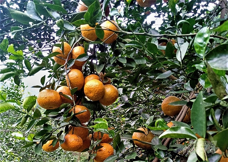 Cam hữu cơ ở Tuyên Quang có giá 28.000 đồng/kg tại vườn, mức giá cao kỷ lục kể từ 10 năm trở lại đây
