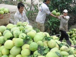 Giá bưởi da xanh ở Tiền Giang tăng mạnh, nhà vườn lãi cao