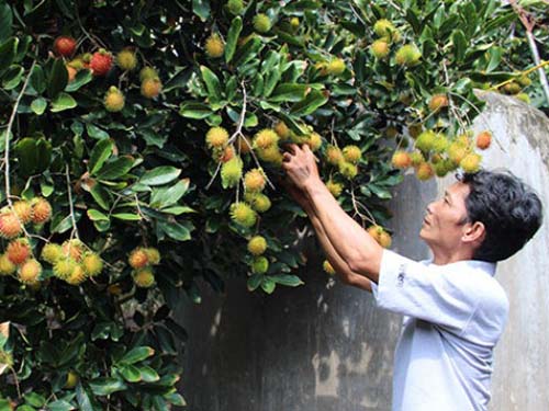 Chôm chôm vào siêu thị Anh, Mỹ