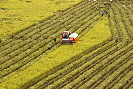 Thu hút đầu tư vào nông nghiệp: Vướng rào cản chính sách