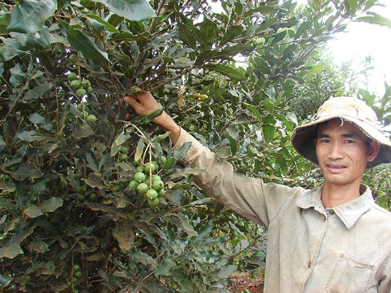 Mắc ca và sachi lên ngôi